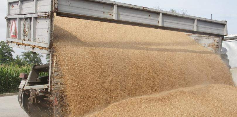 kukurydza mokra sucha