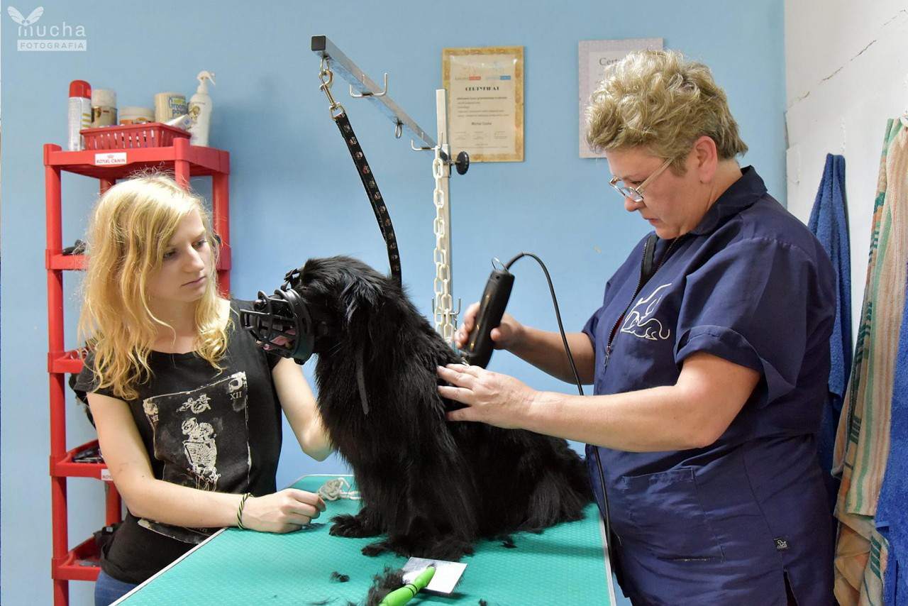 ścinanie zwierzęcej sierści