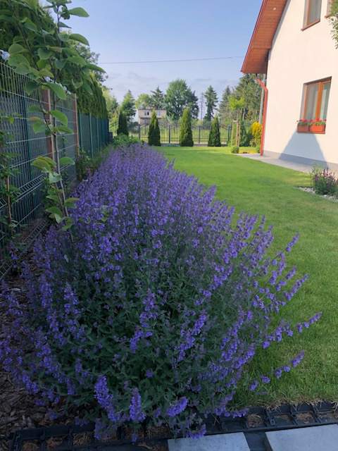 pielęgnacja ogrodów