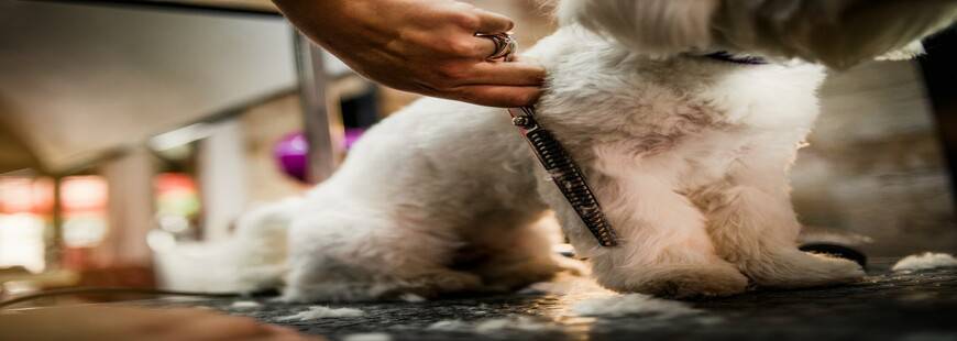 PSItulanka Justyna Ptaszyńska