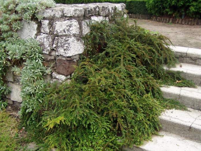 architektura zieleni