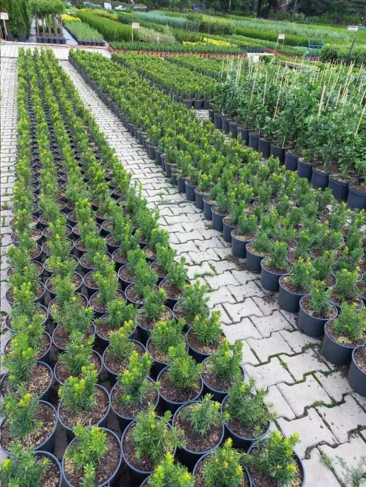 Szkółka Drzew i Krzewów Ozdobnych