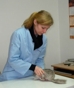 gabinet weterynaryjny