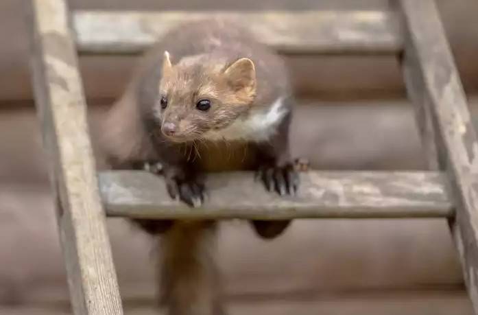 zabezpieczanie obiektów przed kunami