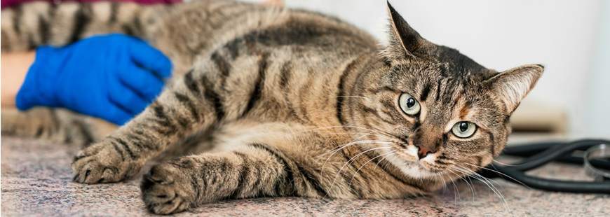 Centrum Zdrowia Zwierząt. Weterynaria Lek. wet. Jarosław Matuszewski