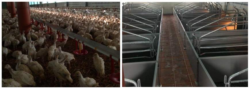 Agro-Serwis Kałeccy Grzegorz Kałecki