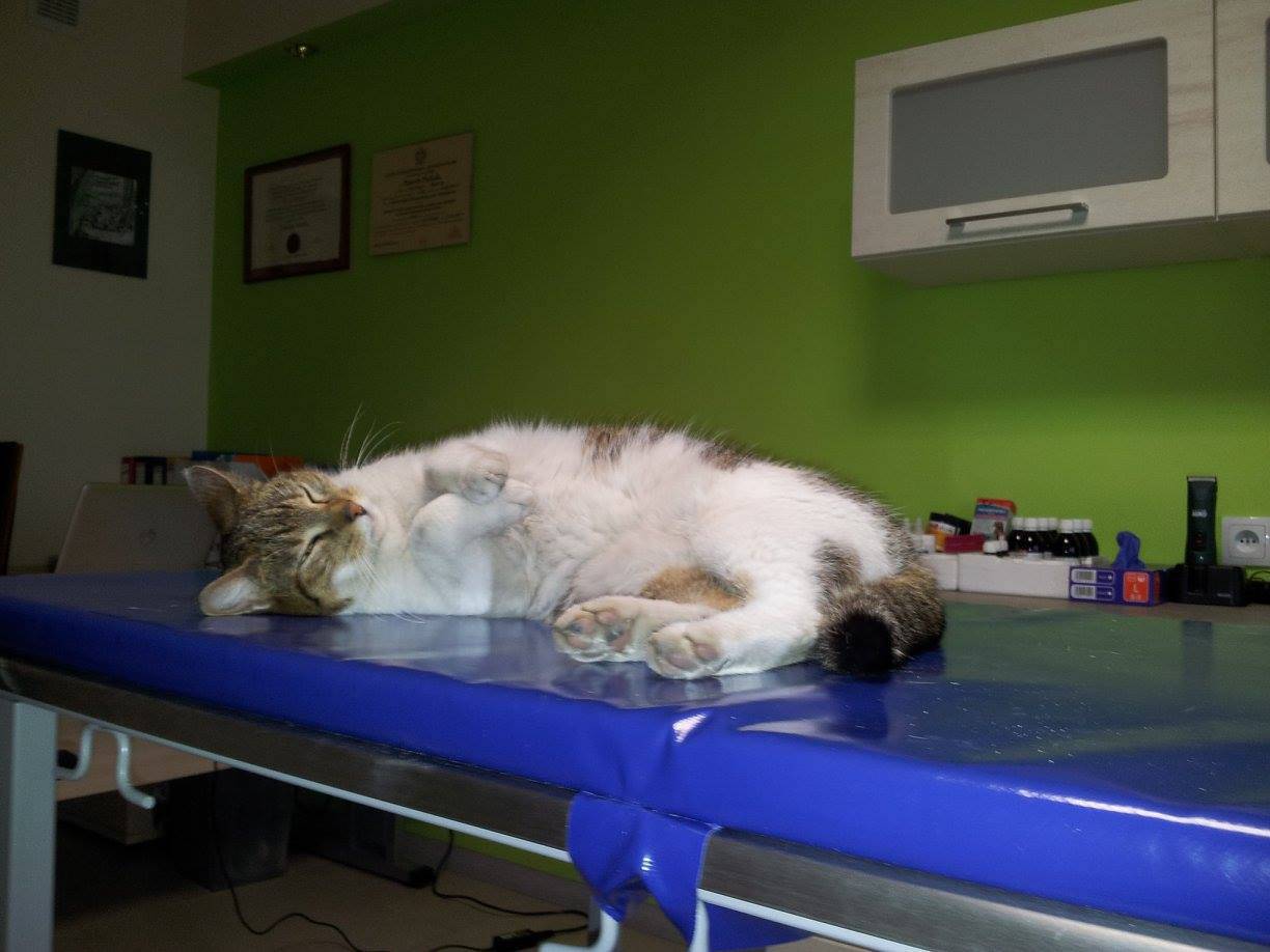 usługi weterynaryjne