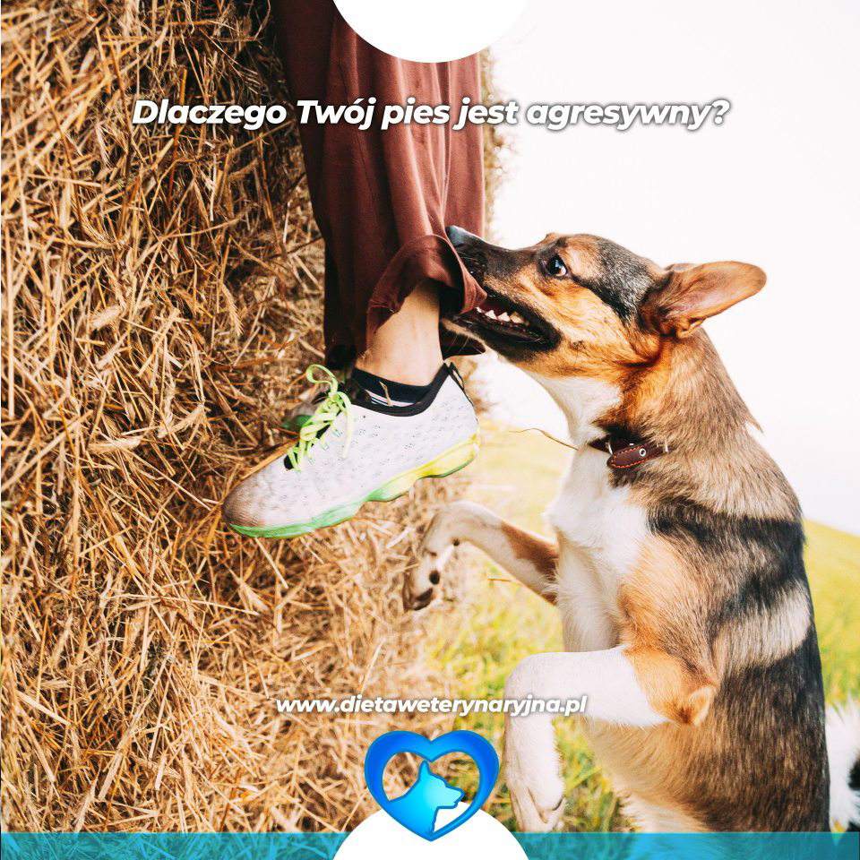 dieta dla psów, dieta dla kotów, konsultacje żywieniowe dla psa