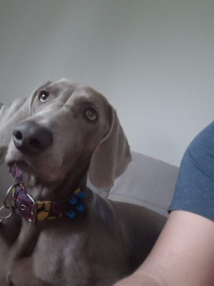 Hotele dla zwierząt