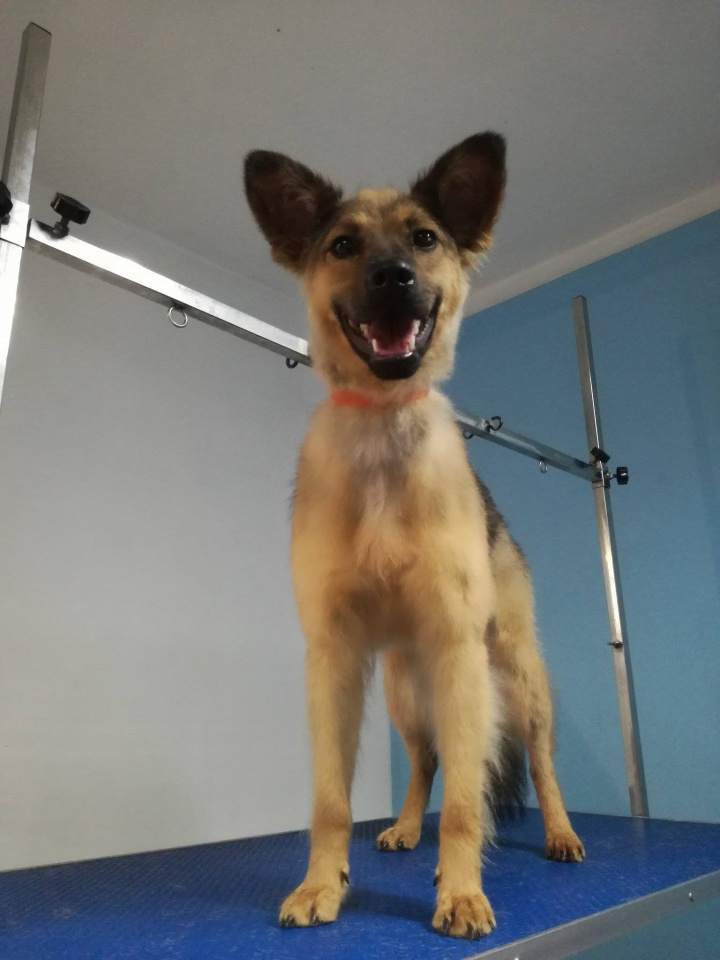 pielęgnacja sierści u psów