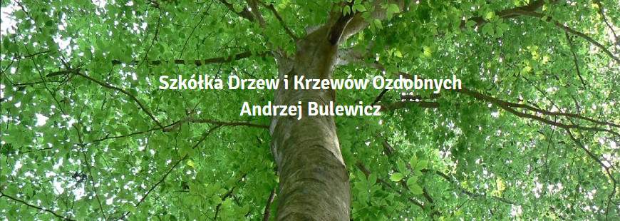 Szkółka drzew i krzewów ozdobnych