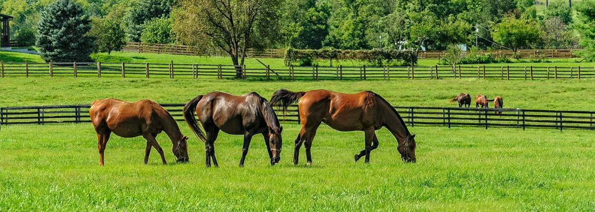 Astra Salon Jeździecki Małgorzata Parzych