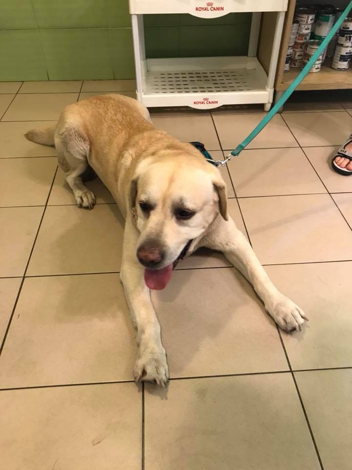 gabinet weterynaryjny