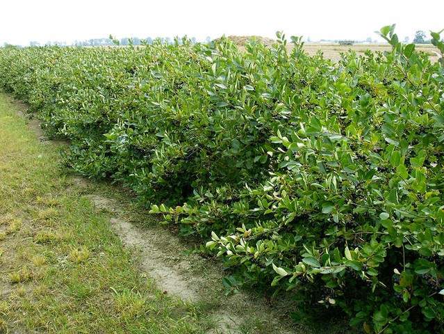 produkcja i sprzedaż aronii czarnoowocowej