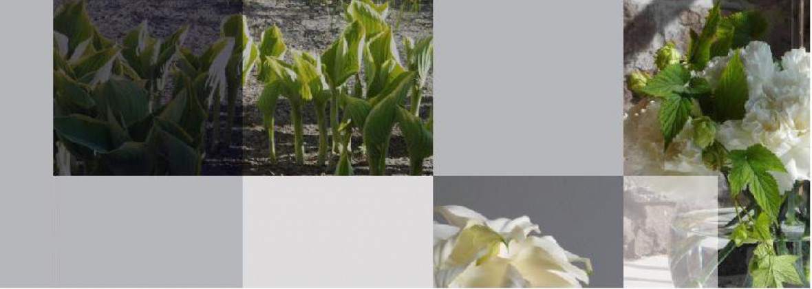 Ap Garden Agnieszka Gibiec