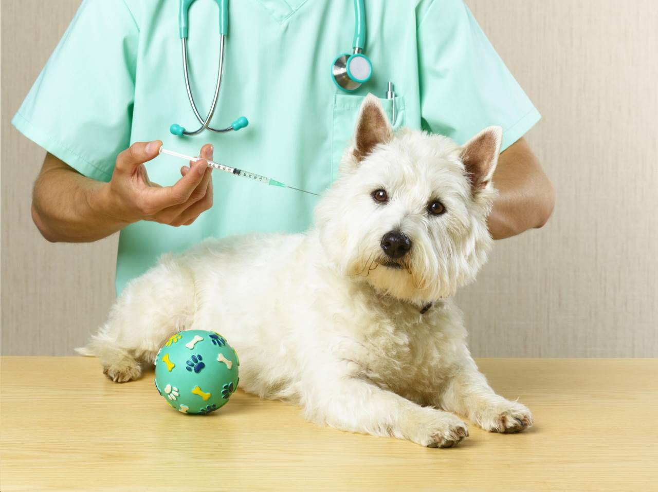 szczepienie psów