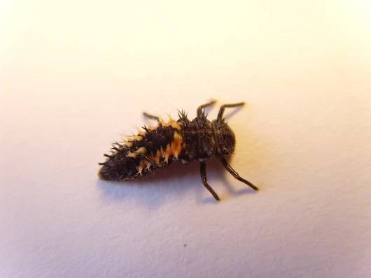 zwalczanie szkodnikó