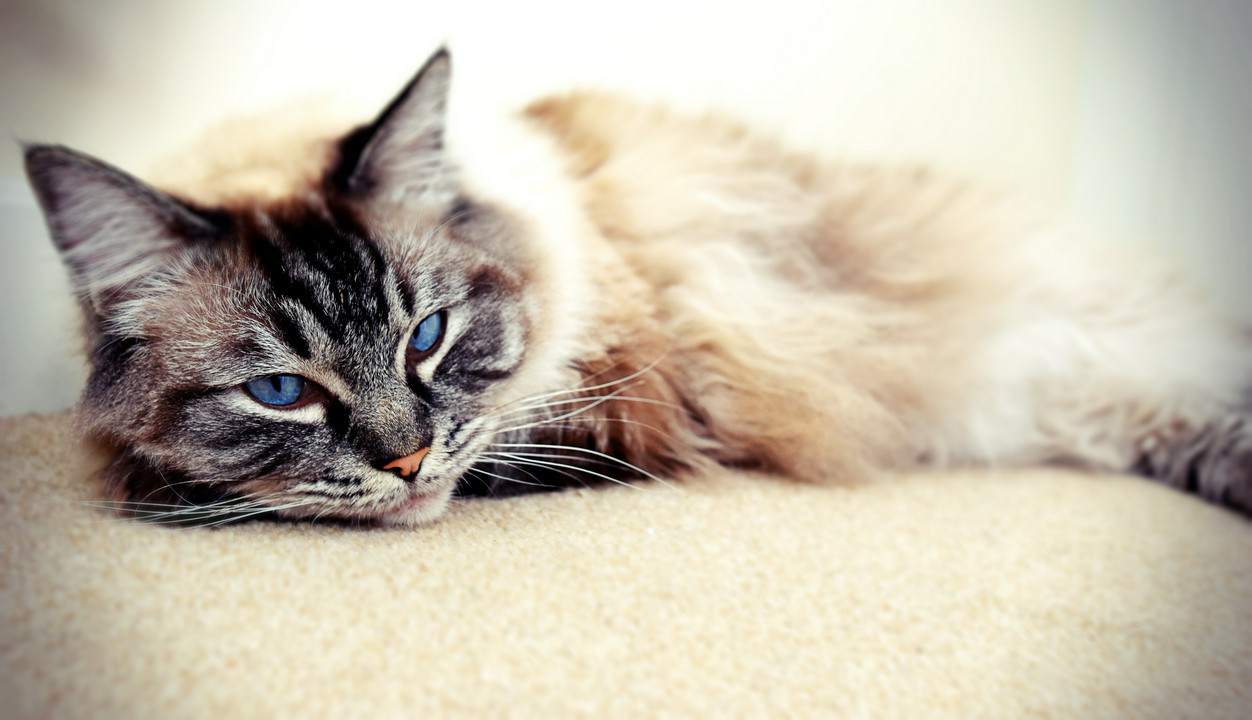 przychodnia weterynaryjna