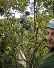przycinanie gałęzi