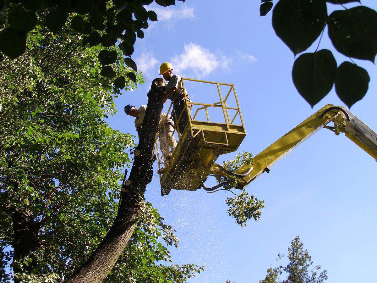 wynajem podnośników