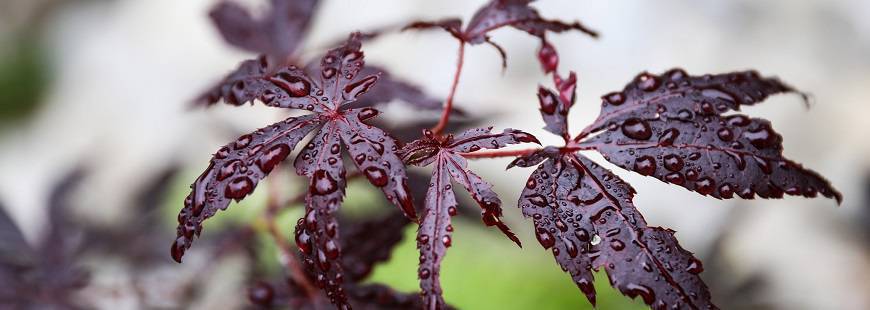 Kształtowanie Terenów Zieleni Małgorzata Dolczewska-Wierusz
