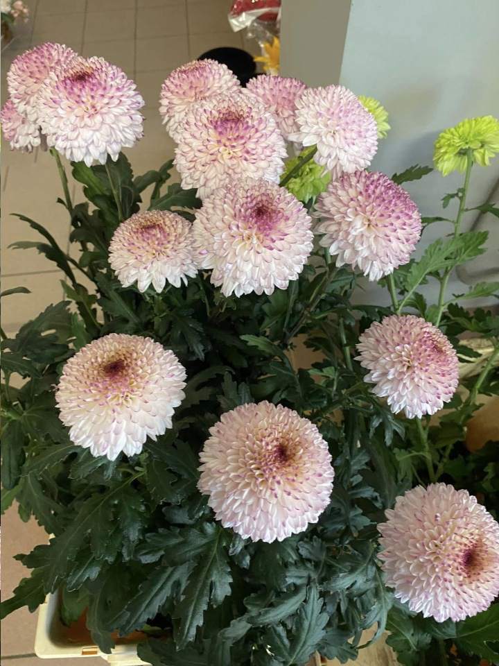 wiązanki z kwiatów żywych