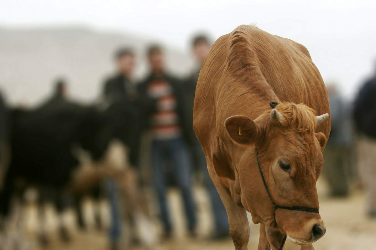 skup i sprzedaż bydła