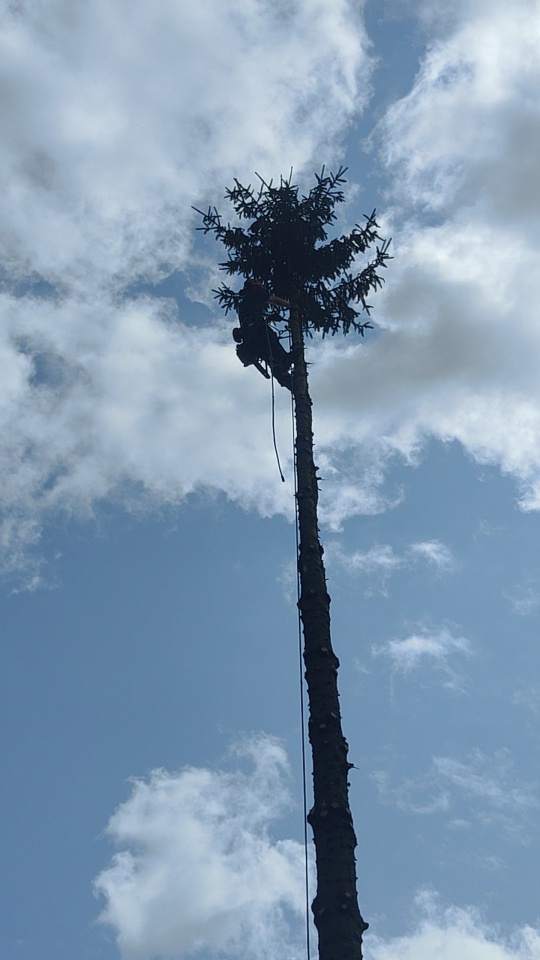 pielęgnacja i wycinka drzew