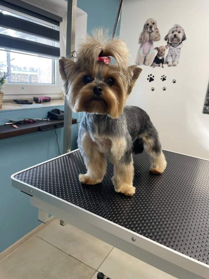 pielęgnacja małych psów