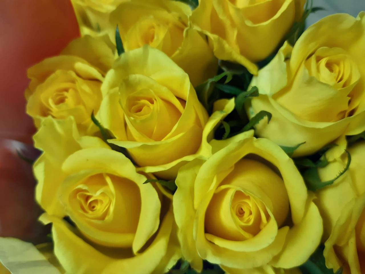 żółte róże
