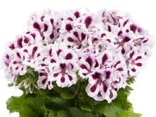 pelargonia