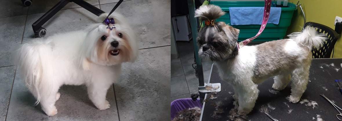 Mikuś Strzyżenie Psów Sylwia Nowak