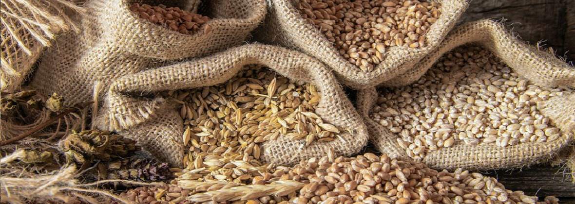 Skup Zbóż, Kukurydzy i Rzepaku - Joanna Pieniążek - Filip