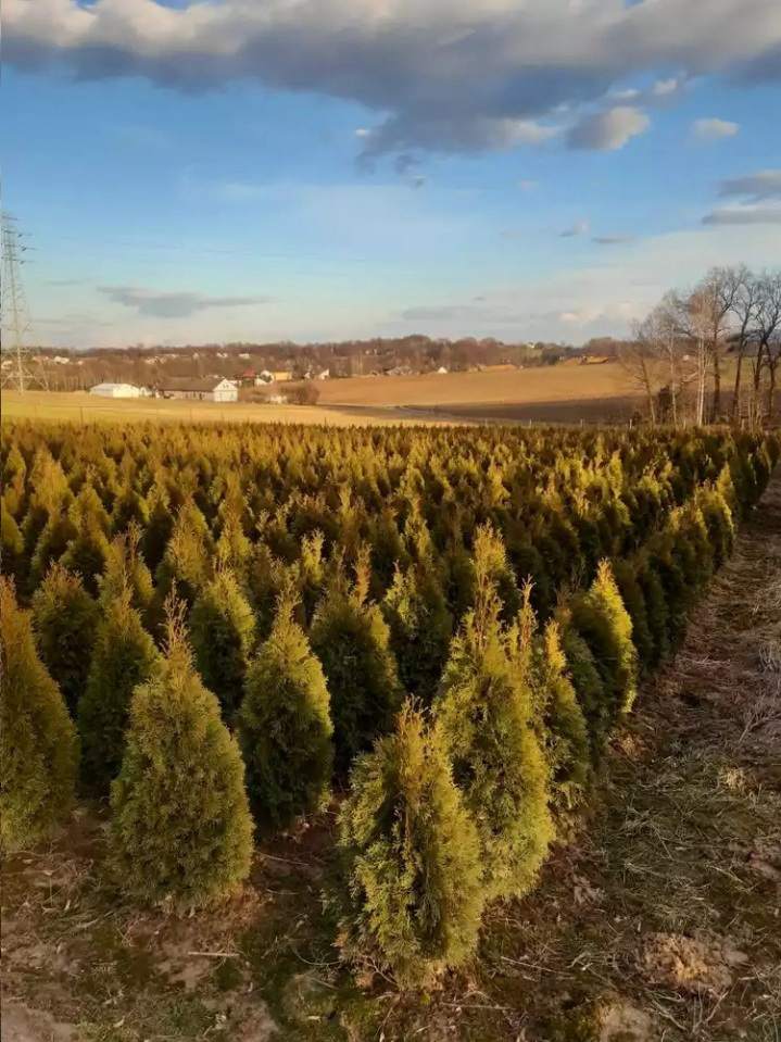 Szkółka Drzew i Krzewów Ozdobnych