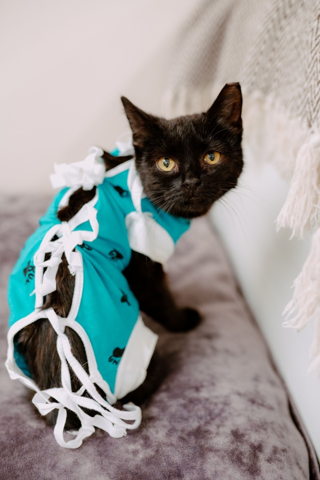 gabinet weterynaryjny