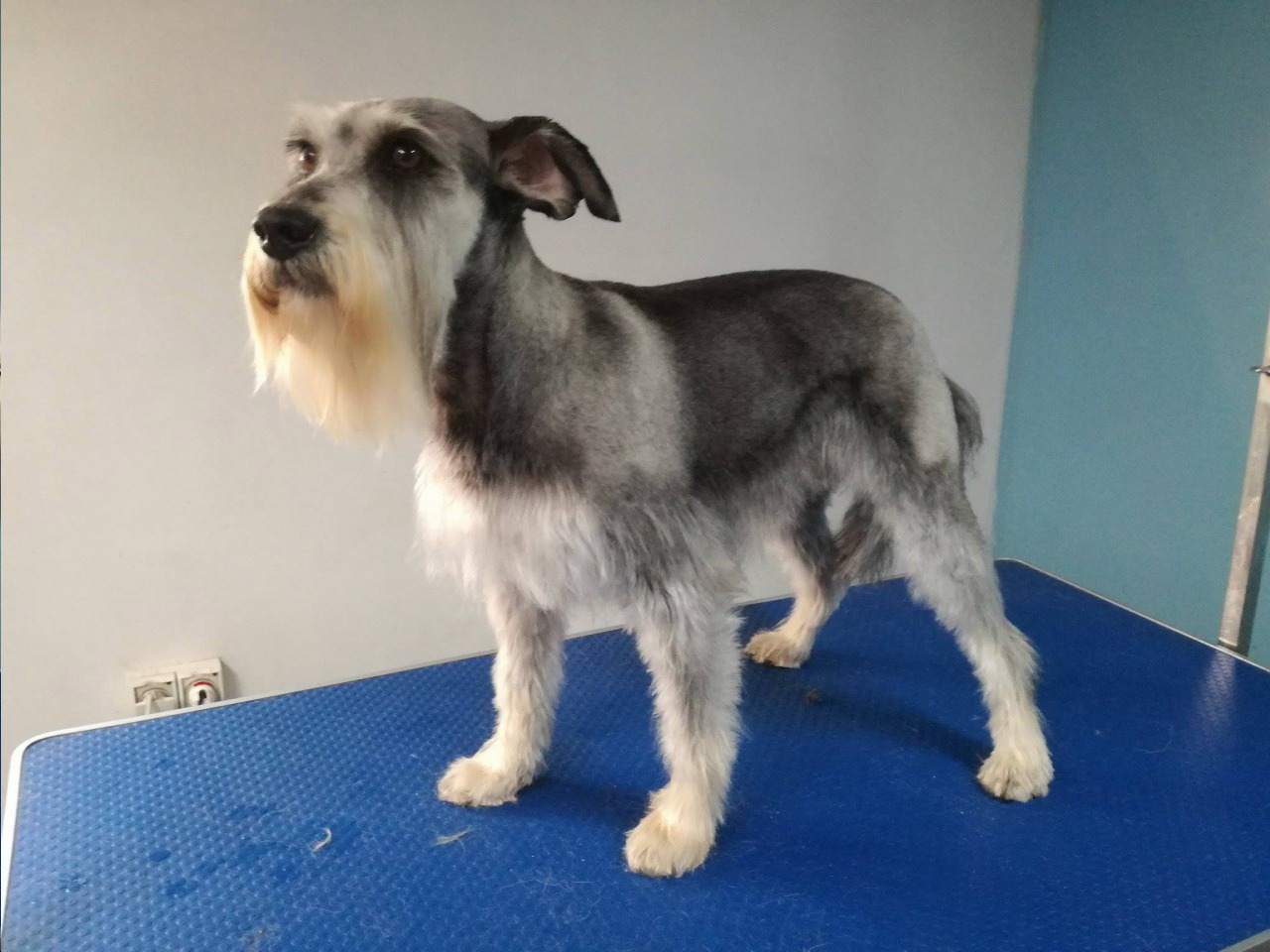 zabiegi pielęgnacyjne dla zwierząt