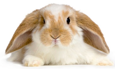 gabinet weterynaryjny