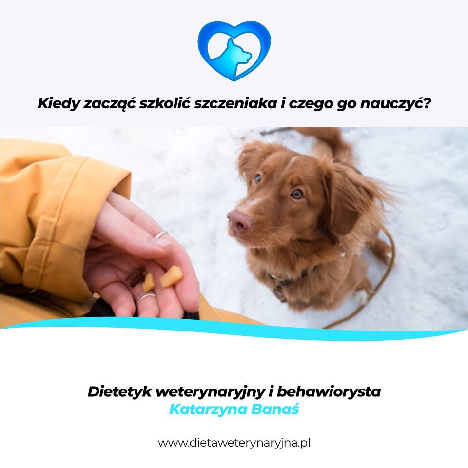 dieta dla psów, dieta dla kotów, konsultacje żywieniowe dla psa