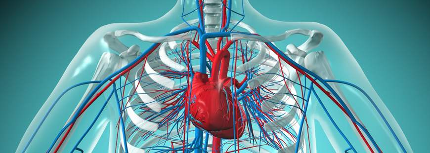 Medi Sołtysiak - Bolisęga Sp.j.