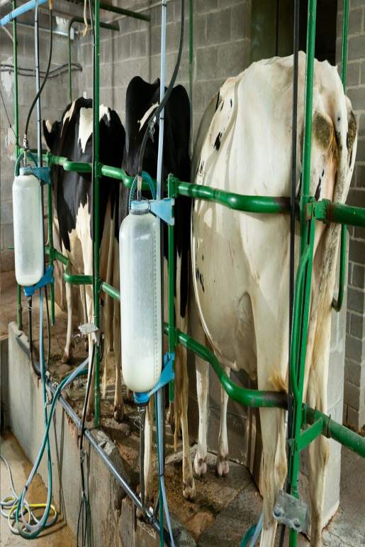 mieszanki mineralno-witaminowe