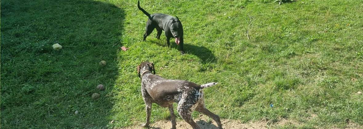 Swojska Zagroda Hotel dla Zwierząt Agnieszka Końca