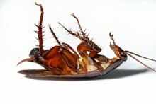 usuwanie karaluchów