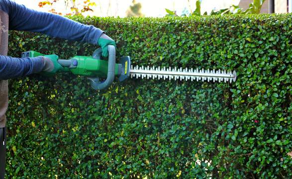 przycinanie żywopłotów