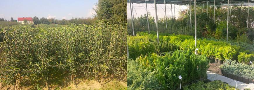 Szkółka Drzewek Owocowych i Ozdobnych Maria Jakub Lisak