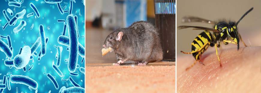 Przemysław Groński Zakład Dezynsekcji, Dezynfekcji i Deratyzacji