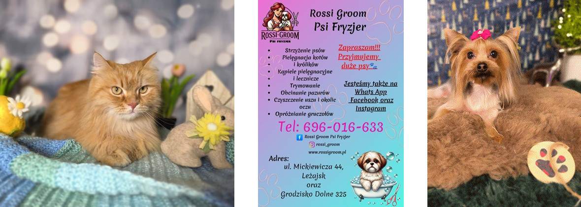 Edyta Pytel Rossi Groom Psi Fryzjer, Leżajsk