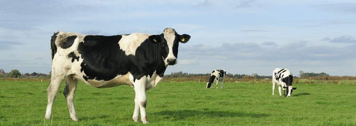 Szostak Firma handlowa Tomasz Szostak