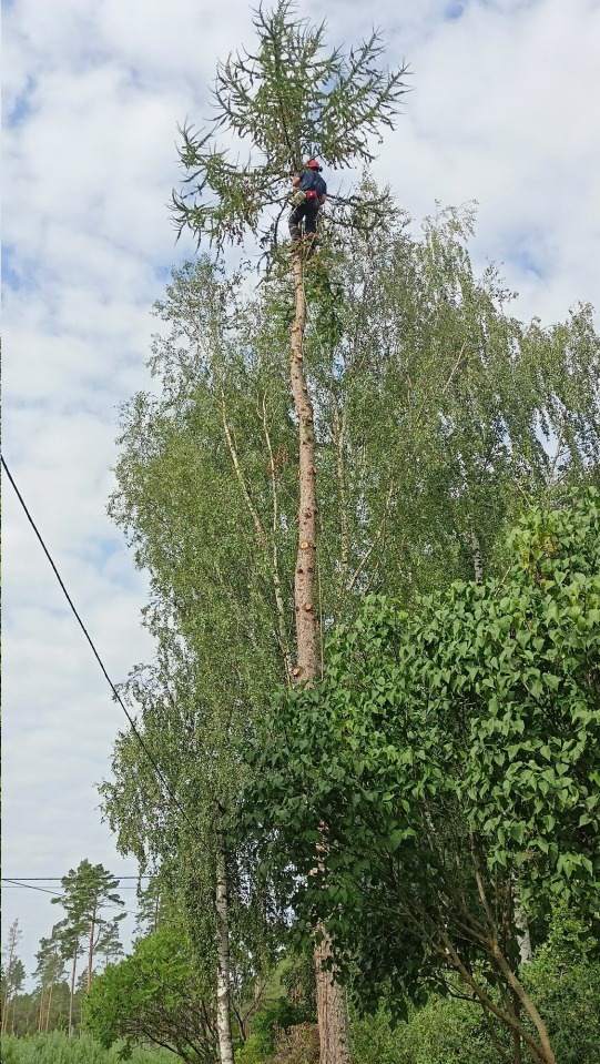 pielęgnacja i wycinka drzew