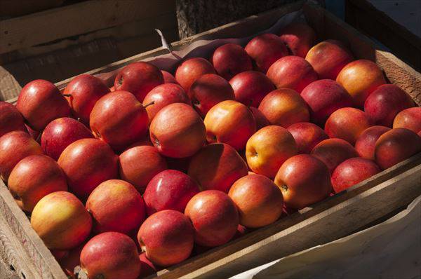 zbiór jabłek