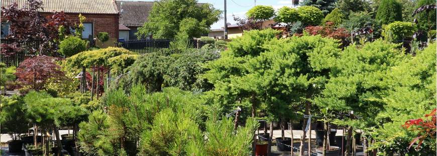 Szkółka Roślin Ozdobnych Andrzej Wieczorek